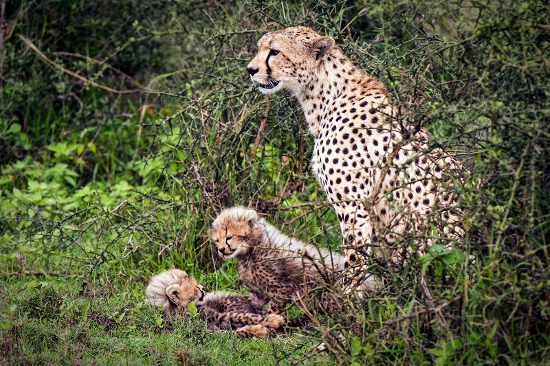 Protective