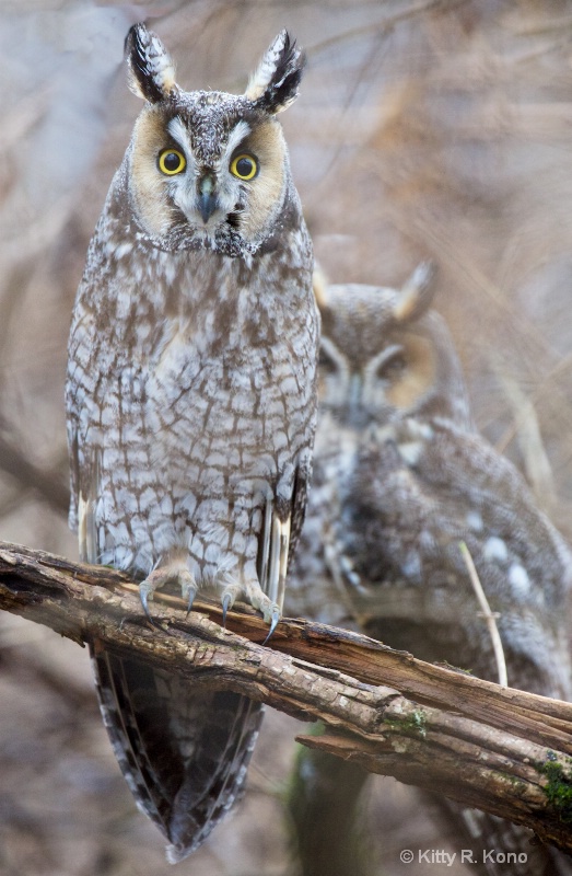 Long Eared Owls Posing in Valley Forge