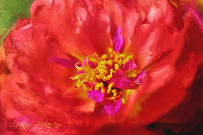 Portulaca