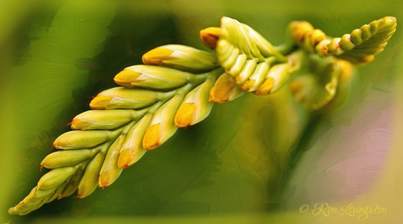 Flowing Flower