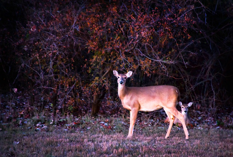 Watching Me - Watching You