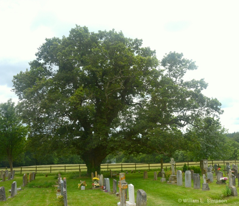 UNDER AN OAK TREE TWICE STRUCK BY LIGHTENING