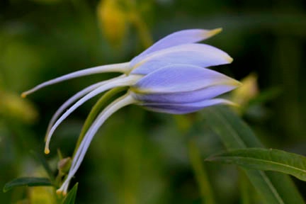 Columbine Bud