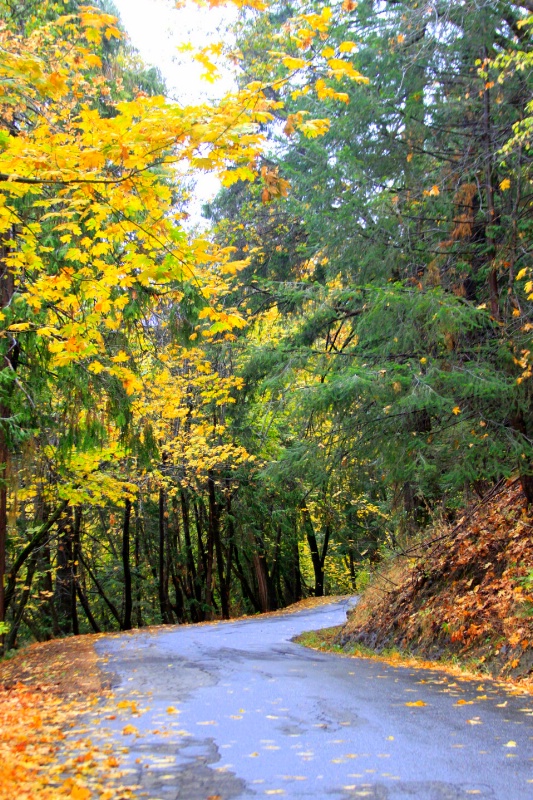 Down The Lane