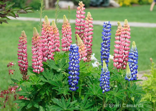 Colorful Lupins