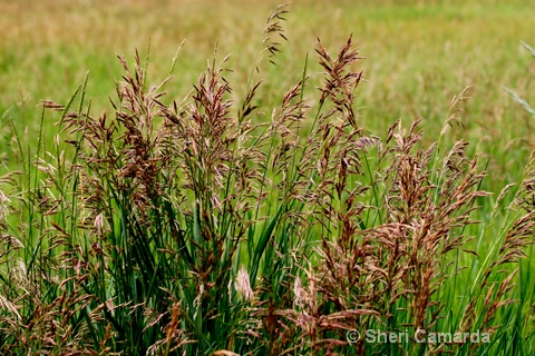 Grasses
