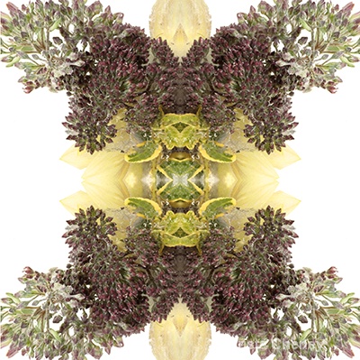 Sedum and sunflower in ice—kaleidoscopic