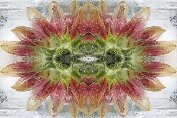 Sunflower in ice VIII—kaleidoscopic