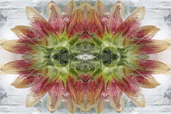 Sunflower in ice VIII—kaleidoscopic