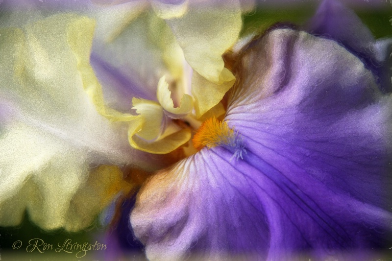 Pretty Iris