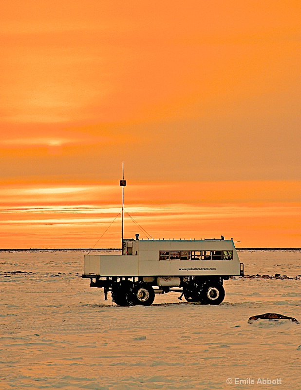 Polar Bear Cam at Sunrise on Tundra