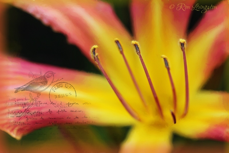 Daylily Delight