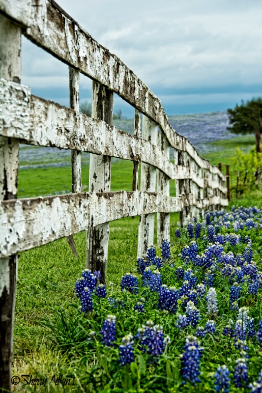 Fence and bluebonnets