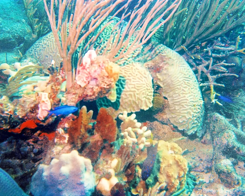 Coral Gardens BVI