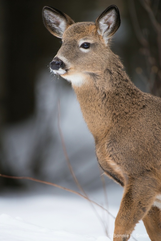 Little Doe