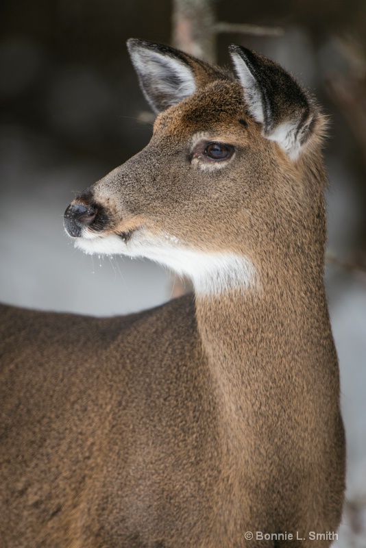 On Alert