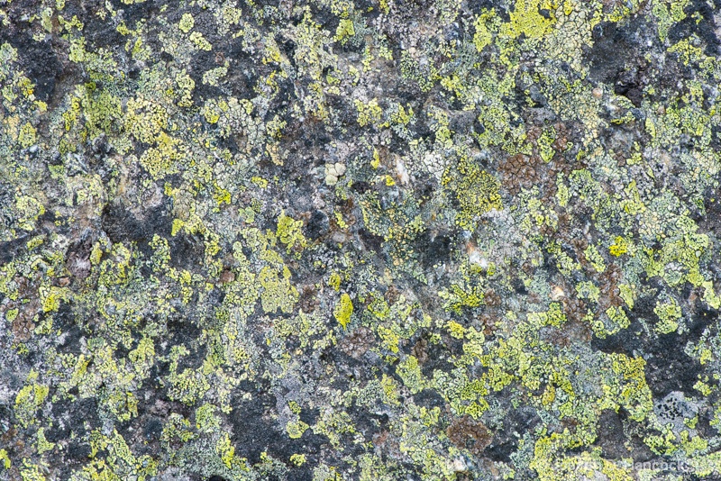  8005978 - Mount Washington Lichen