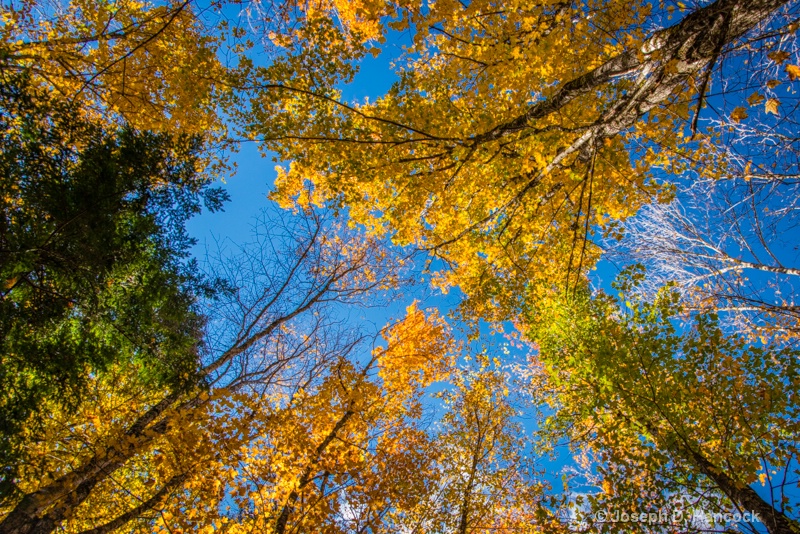  8005400 - Colorful Canopy