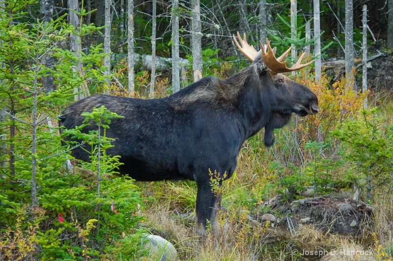  d3s3718 - Bull Moose