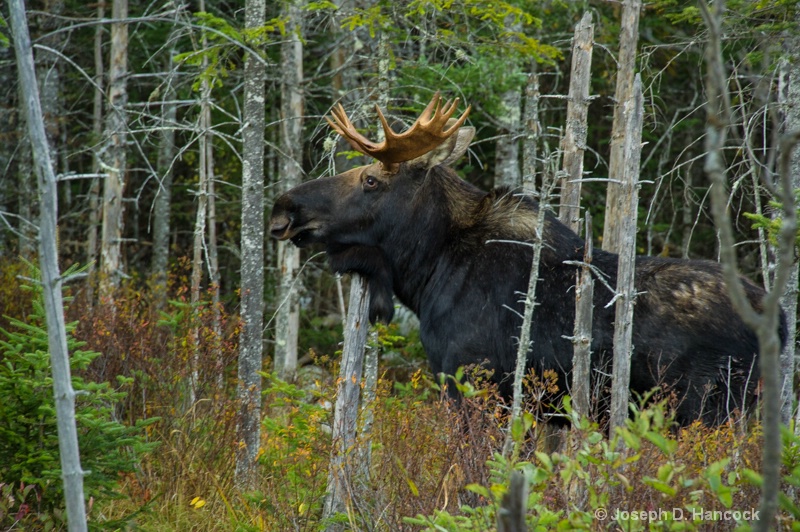  d3s3778 - King of the Forest