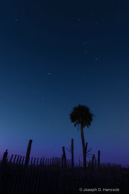  8008116 - Twilight Palm