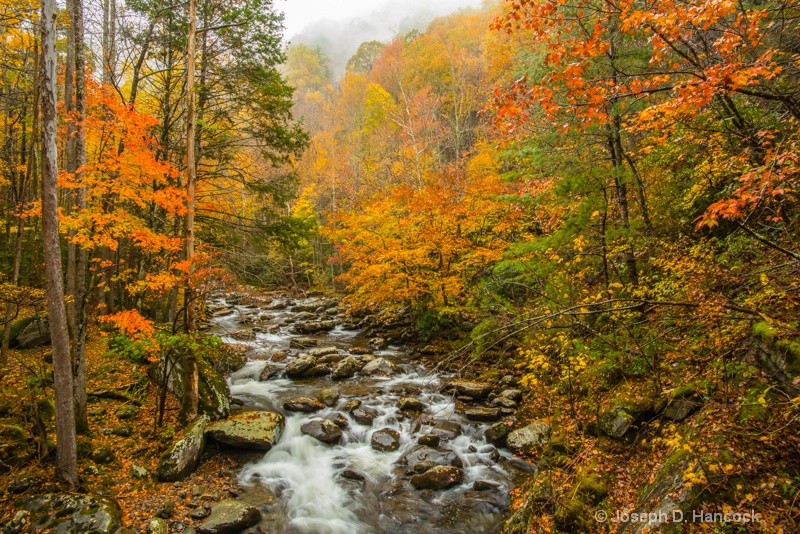  8008848 Treemont Autumn