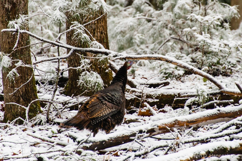  8009249 - Turkey in the Snow