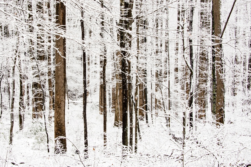  8009408 - Winter Forest