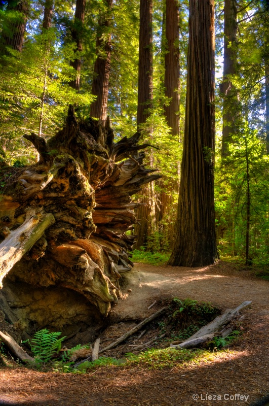 The Fallen Giant