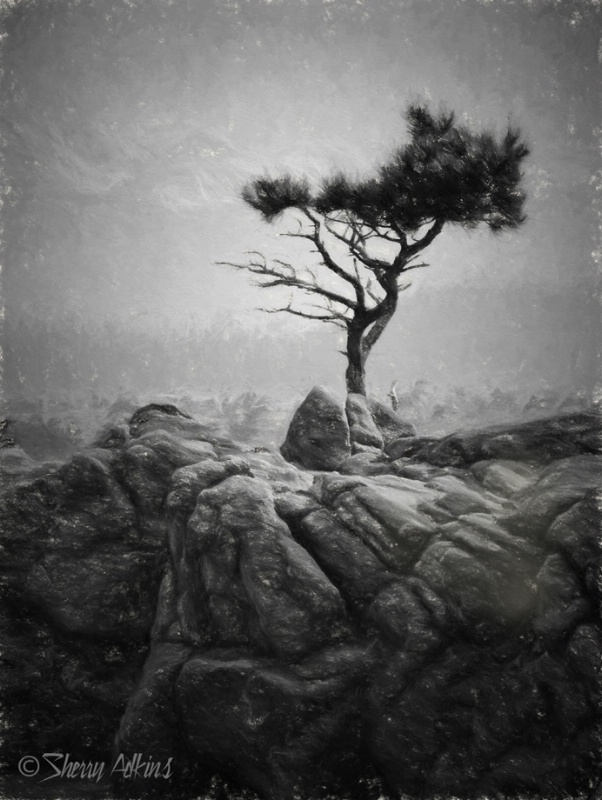 Lone Tree