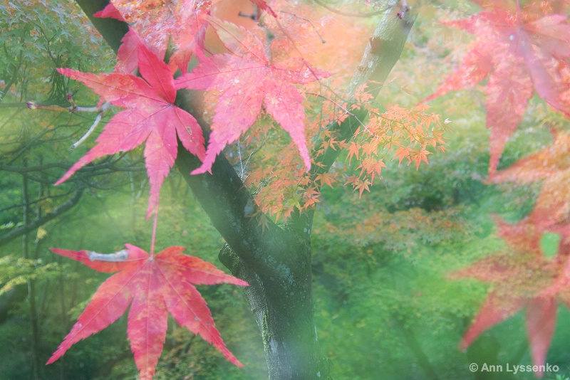 Maple Leaf Dream