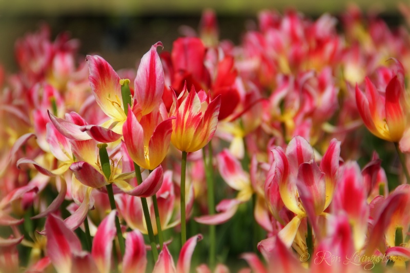 Tulip Time in Montreal