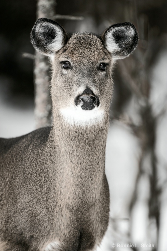 Buck in Winter