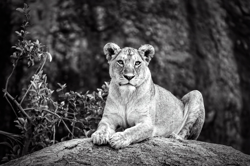 The Lioness stare...