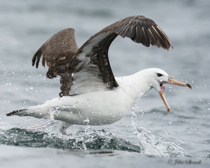 Black-browed Albatross - Nov 18th, 2014