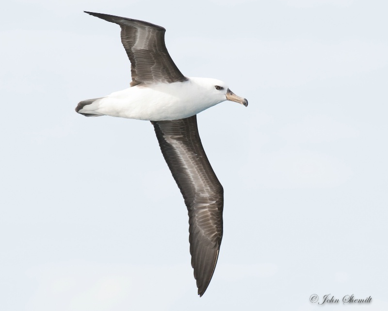 Black-browed Albatross - Nov 10th, 2014