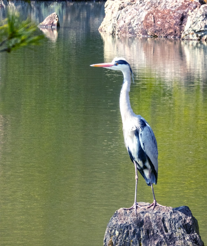 Bird at Golden Pavillion