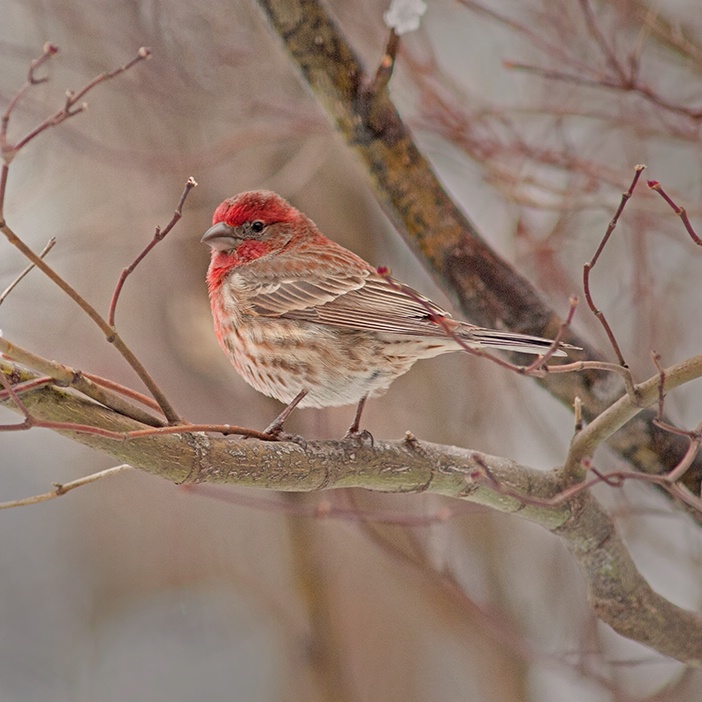 House Finch, Male 