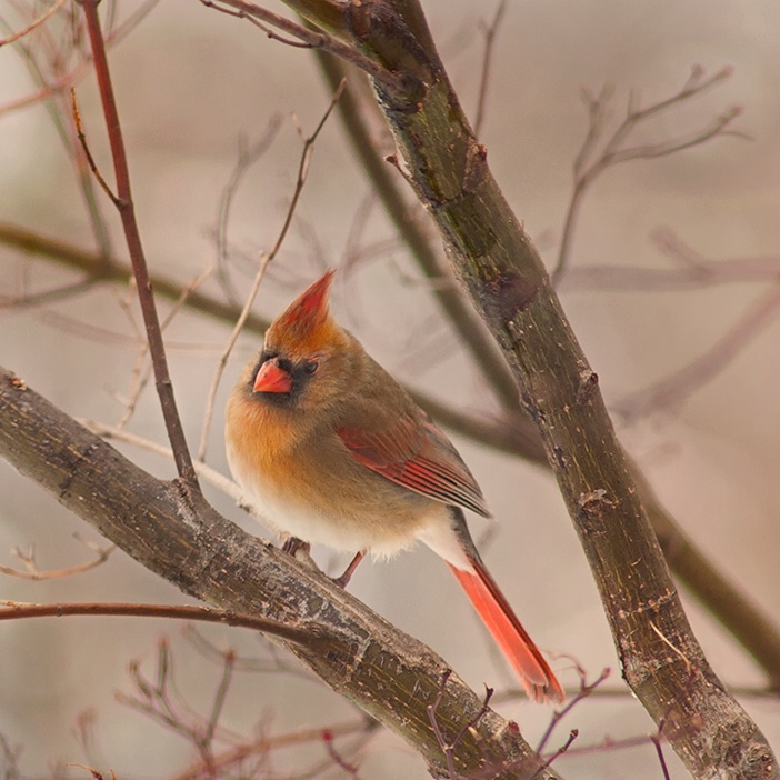 Red Bird, Female