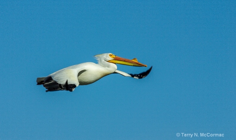 White Pelican 