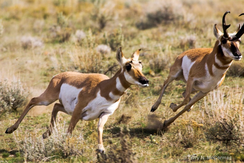 Pronghorn Antelope