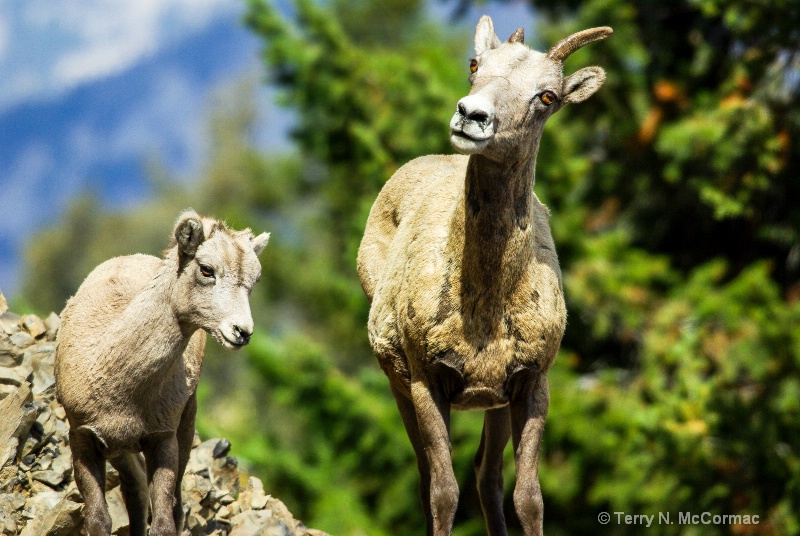 Mother with Calf Bighorn Sheep