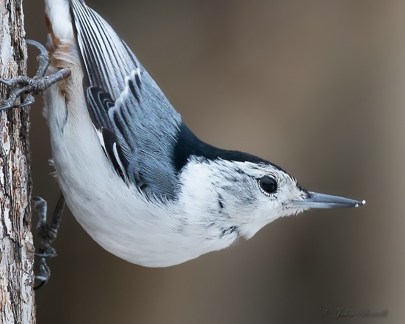 White-breasted Nuthatch - Mar 15th, 2015