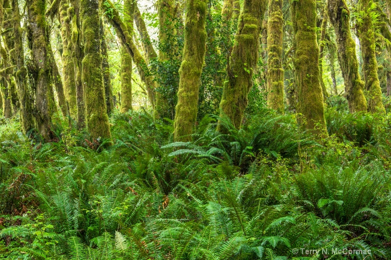 Quinault  Rain Forest