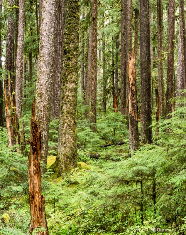 Douglas-fir, Forest