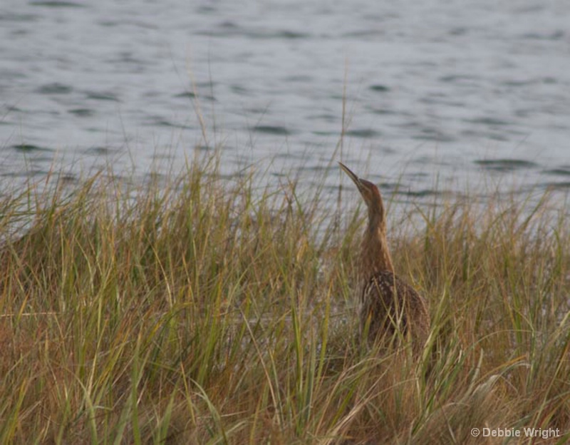 American Bittern