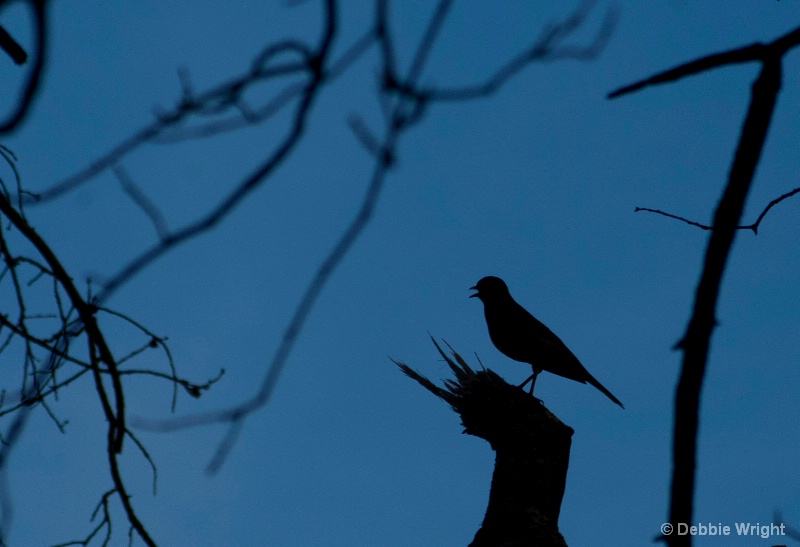 Silhouette of a Bird