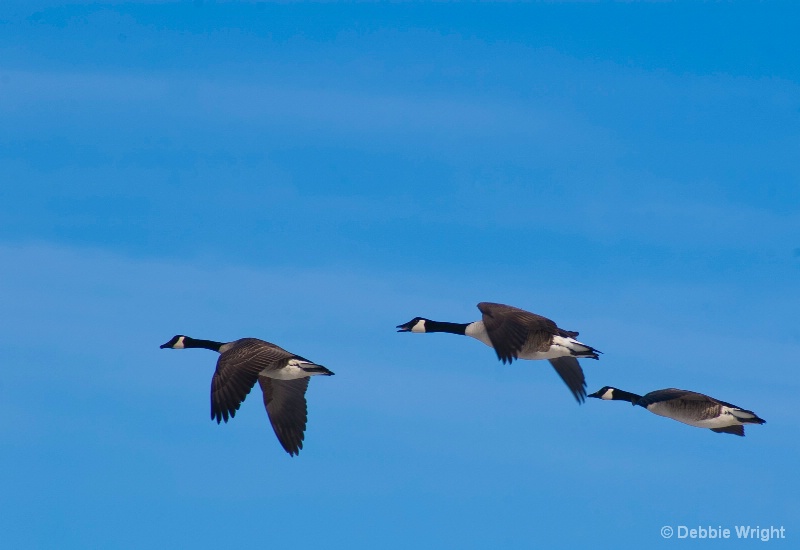 Canada Geese in Flight