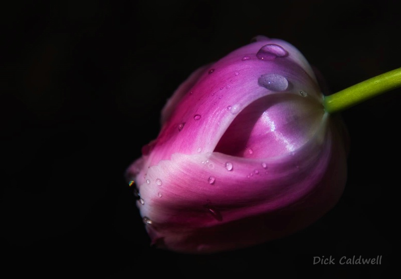 Spring tulip 