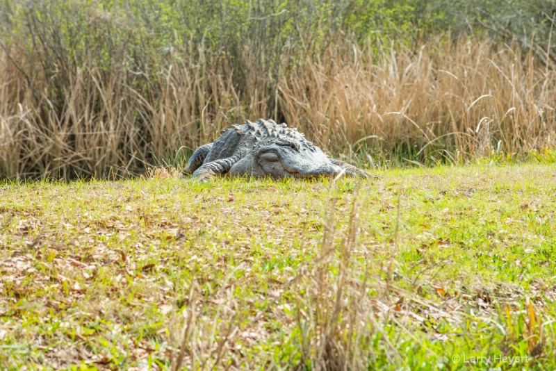 Crocodile at Brookgreen Gardens, South Carolina